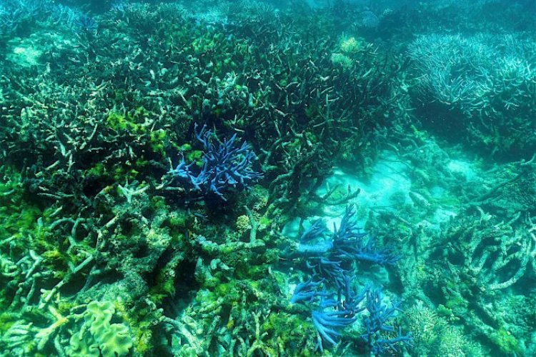 Australia's Great Barrier Reef should be placed on 'in danger' list: UN