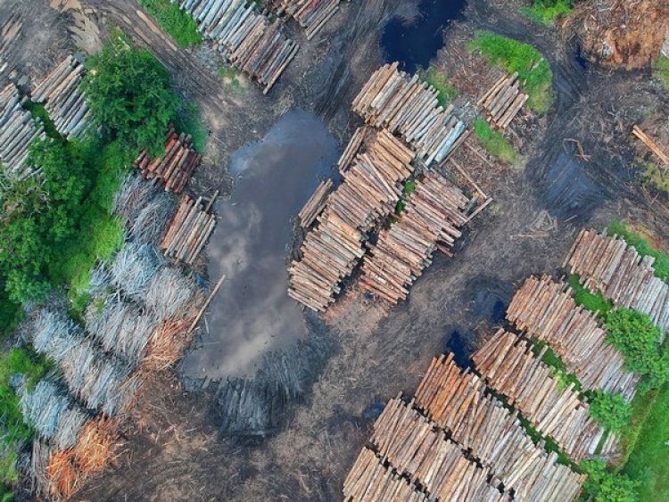 New analysis finds pandemic didn't dampen deforestation