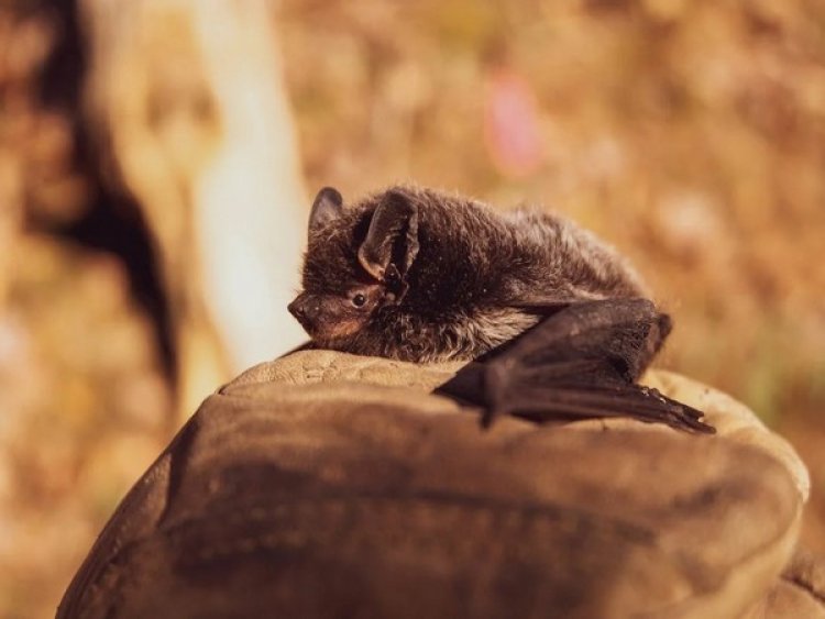 Did you know Bats use death metal "growls" to make social calls?