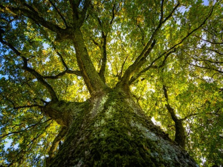 Research: Old-growth trees provide buffer against climate change
