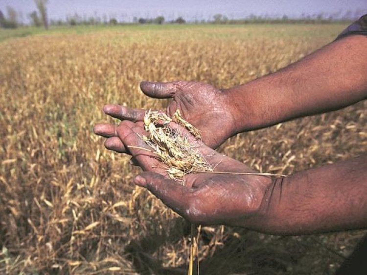 Wheat sowing up 25% so far this rabi season at 25.576 million hectares
