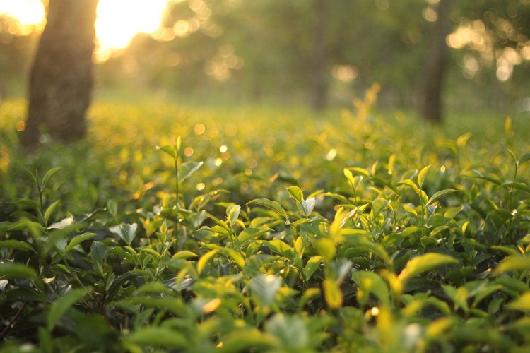 'Sudden' lockout declared in Assam tea garden; 500 workers in agitation