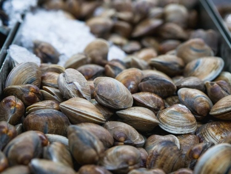 Research: Wood-eating clams use their feces to dominate habitat