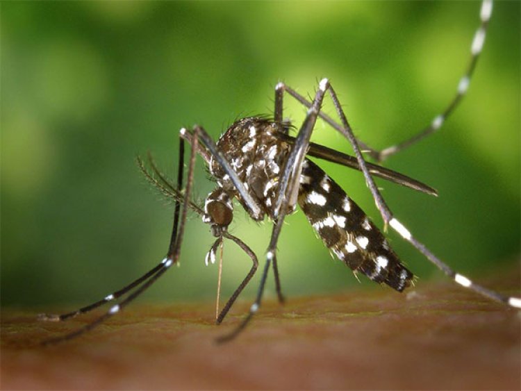 Want to know which bacteria lives on mosquitoes? Read here