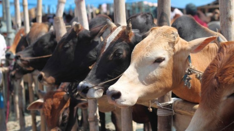 11,547 cattle died of lumpy skin disease in 10 months in Maharashtra: Govt