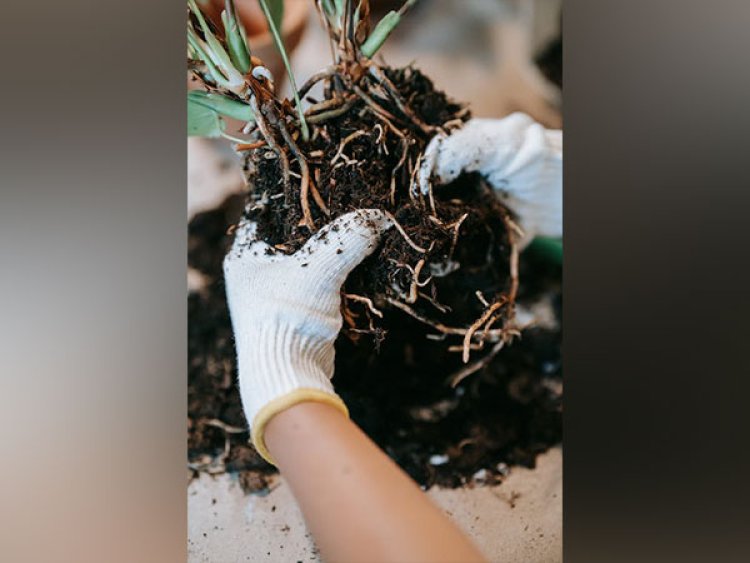 Researchers say plant roots identify the climatic conditions