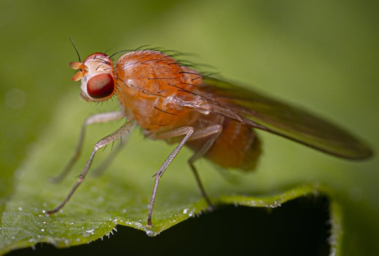New study explores circadian clock of fruit fly