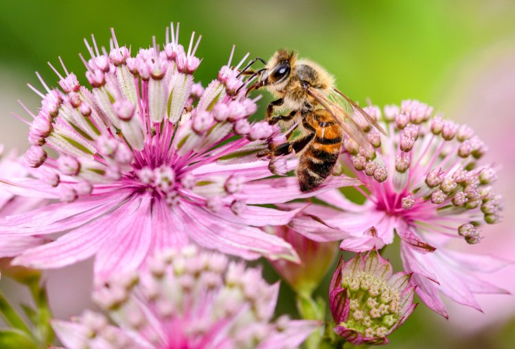 Biodiversity of bee population critical for ecosystems: Research