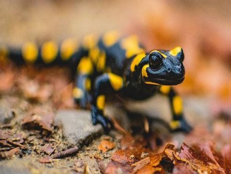 'Jumping genes' help fungus kill salamanders: Research