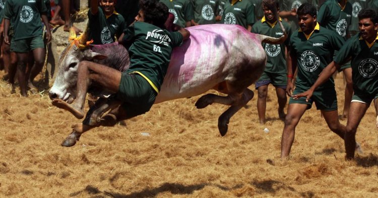 Bull-taming festival Jallikattu begins in Tamil Nadu, 74 injured on Day 1