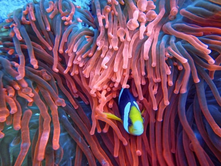 Research reveals reef fish find it harder to locate rivals due to coral bleaching
