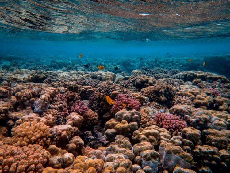 Research assesses severity of marine heatwaves impacting ocean ecosystems