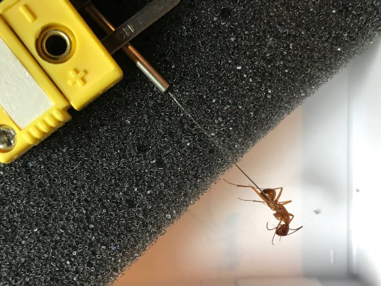 Study finds ants aren't altering behaviour in rising temperatures