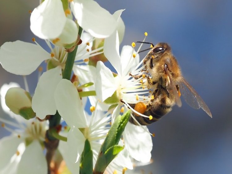 Study: Flower patterns increase efficiency of bumblebees