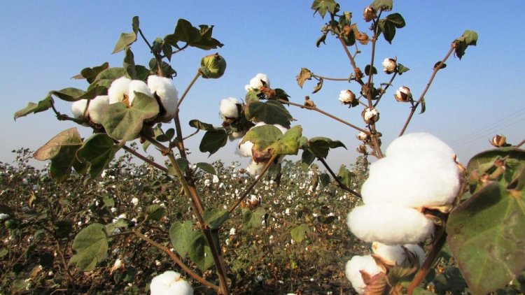 Punjab's cotton, maize yield to dip by 11-13% by 2050 due to climate change