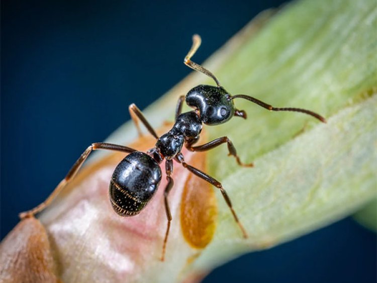 Ants' behaviour does not change as temperature rises: Study