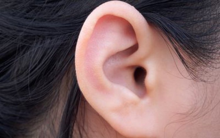 Research sheds light on organs of innermost ear which sense head position