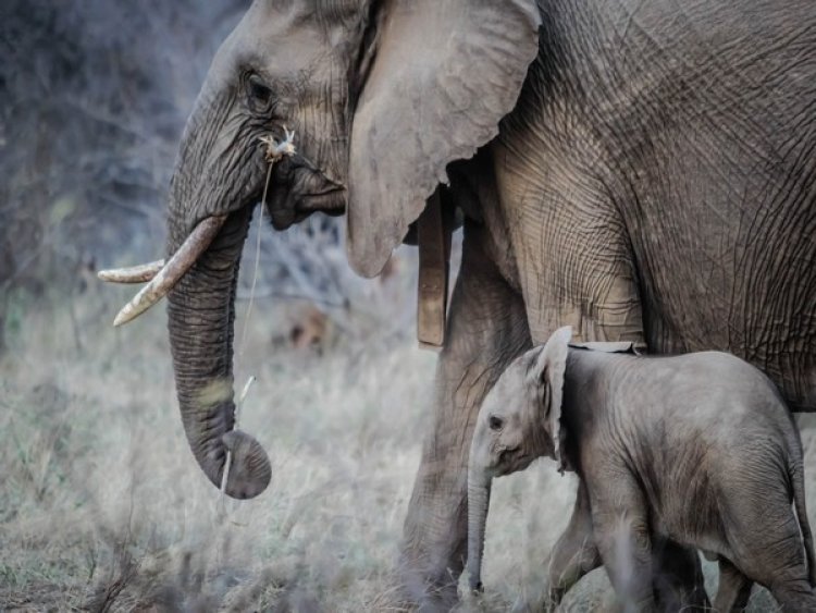 Researchers discover elephant extinction could have major impact on atmospheric carbon levels