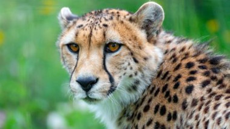 Initial batch of 12 cheetahs to be flown in from South Africa in February