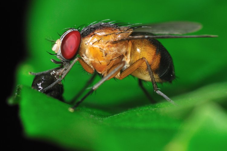 Research finds mating causes 'jet lag' in female fruit flies
