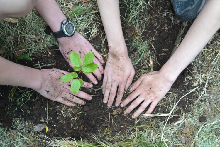Planting trees could cut deaths from higher temperatures by third: Study