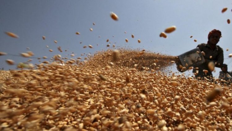Wheat prices fall 10% in 7 days on selling of FCI wheat in open mkt: Govt