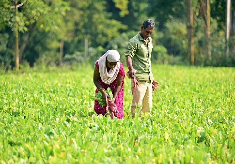 Rural economy revival to take time in absence of specific triggers: Report