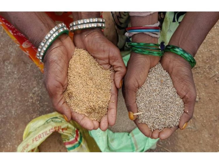 FM's bullishness on millets in Budget must translate as benefits to farmers