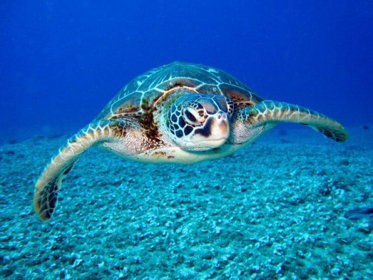 Sea turtles can adapt to rapidly changing world due to surprise changes in genes: Study