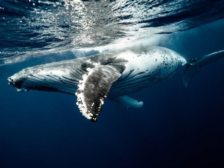 Will deep-sea mining affect whales? Find out