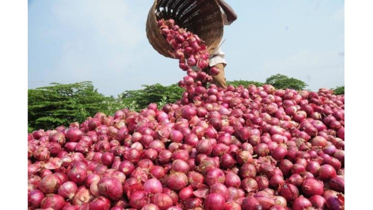 Farmer in Solapur earns only Rs 2.49 net profit on sale of 512 kg onions