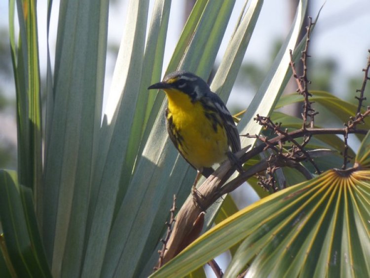 Endangered Bahamas bird may be lost from island following hurricane: Research