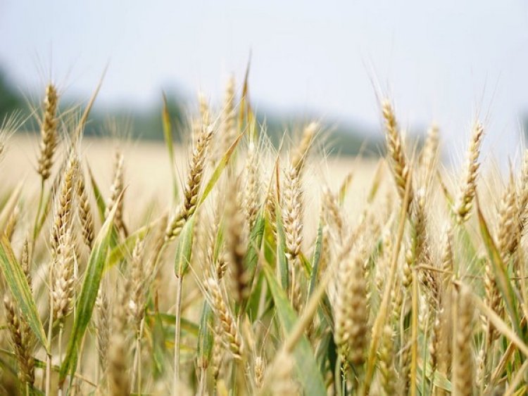 Wheat's ancient roots of viral resistance uncovered