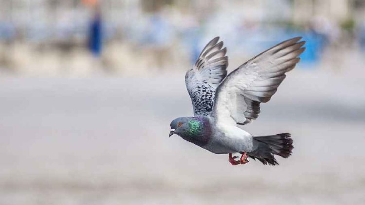 Another suspected spy pigeon caught in Odisha's Puri district, says police
