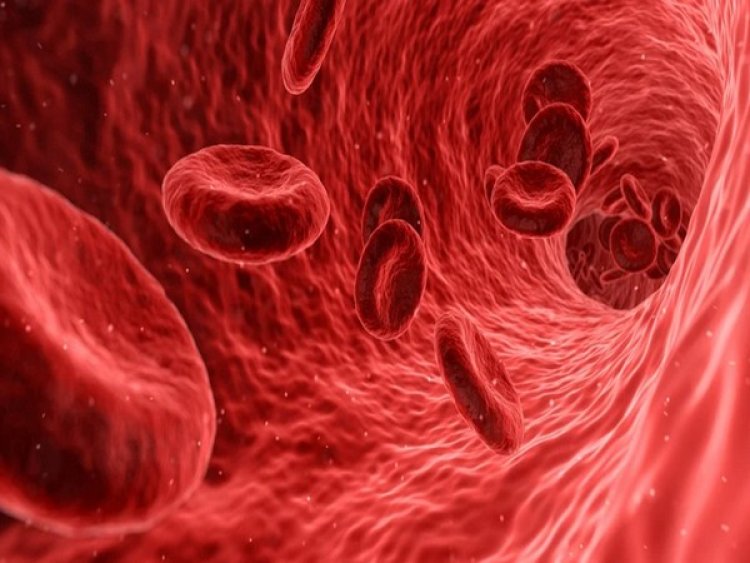 Blood immune cells can proliferate: Research