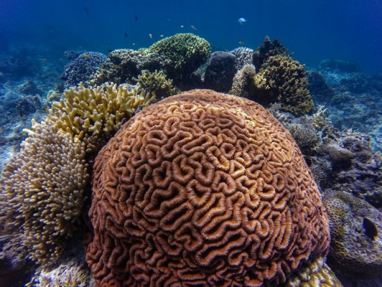 New study suggests there's oxygen loss on coral reefs