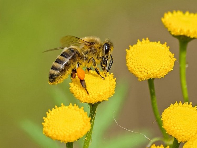 Temperature change raises risk of pesticides to bees: Study