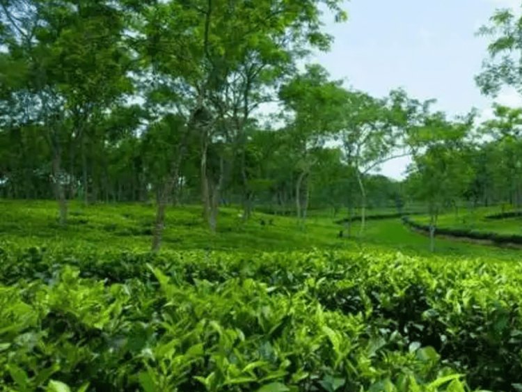 Climate change threatening tea sector globally: Indian Tea Association