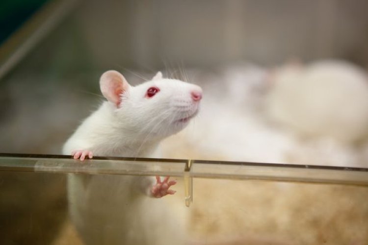 Smell impact mouse metabolism, ageing: Study