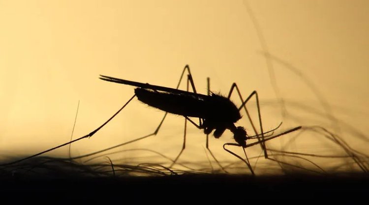 Light pollution might extend mosquitoes' biting season: Study