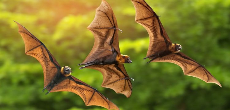Study finds that bats experience hearing loss in older age