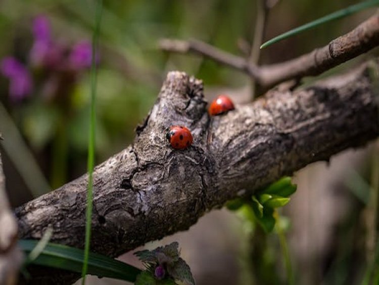 Ambrosia beetles can distinguish between different species of fungi by their scents: Study