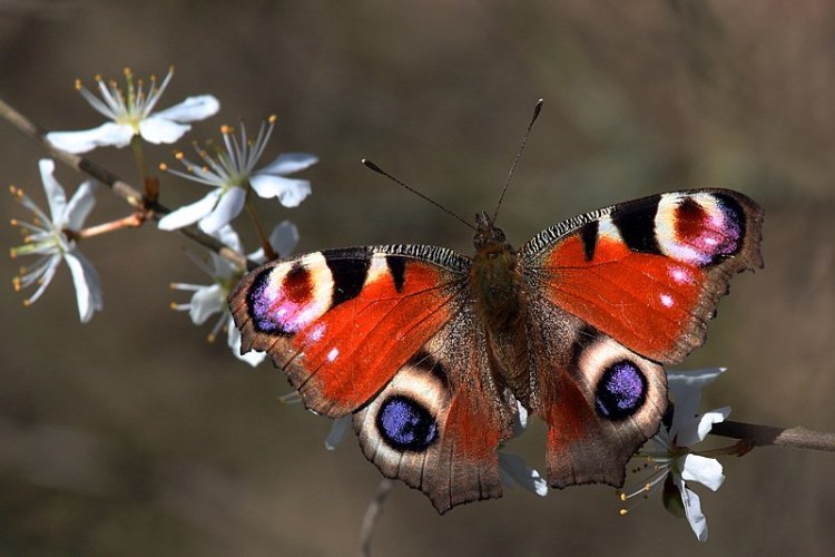Female butterflies breed despite male shortage: Research