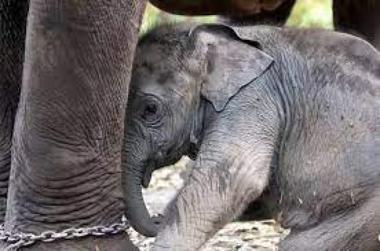 Elephant Safaris should be Discouraged to End Suffering of Captive Elephants