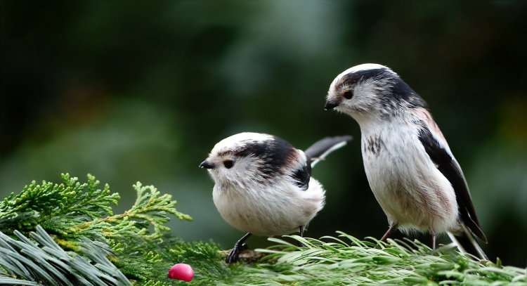 Bird feeding aids small birds to fight infection: Research