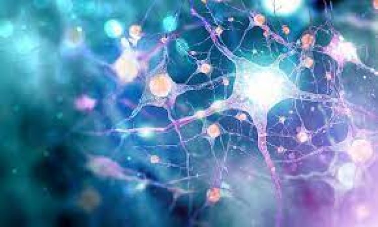 Study finds how some brain cells transfer material to neurons