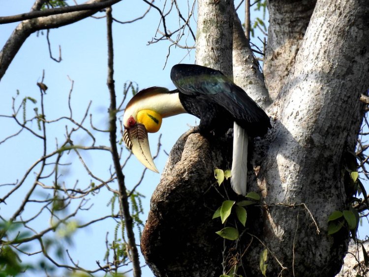 Arunachal Pradesh: The Nyishi Tribe and their quest to save Hornbills