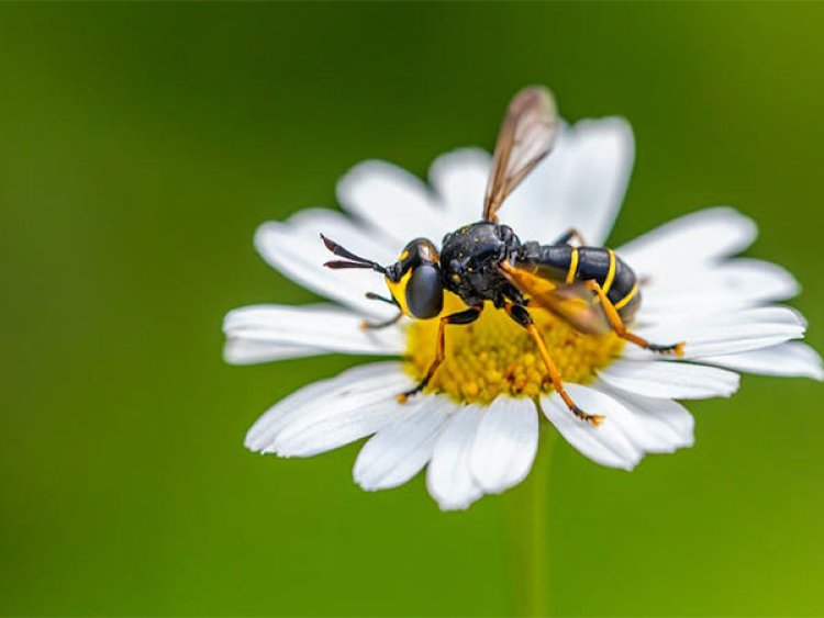 Rapid urban beekeeping has a negative influence on wild bee populations: Study