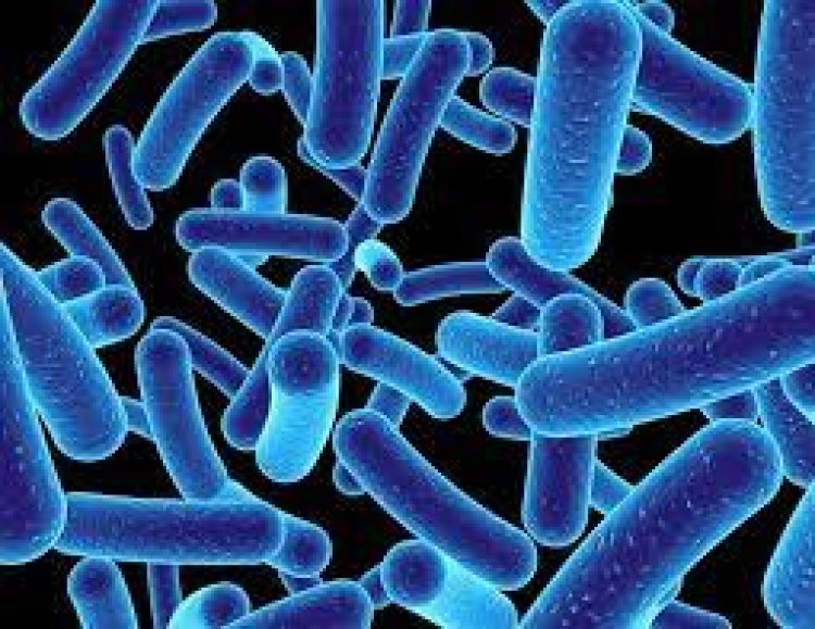 Study reveals how tumor use natural purple photosynthetic bacteria as anticancer therapy