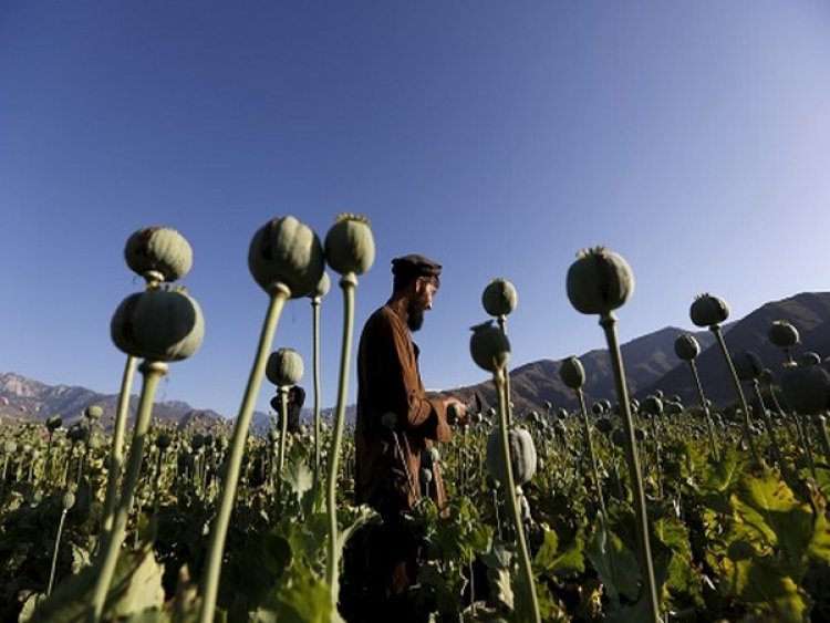 Afghanistan: 4 farmers killed, 5 injured over poppy field dispute in Badakhshan